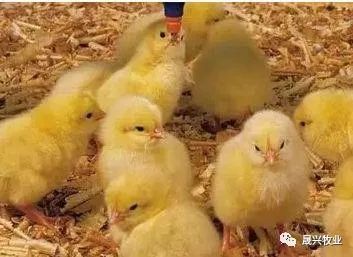 蛋鸡养殖装备