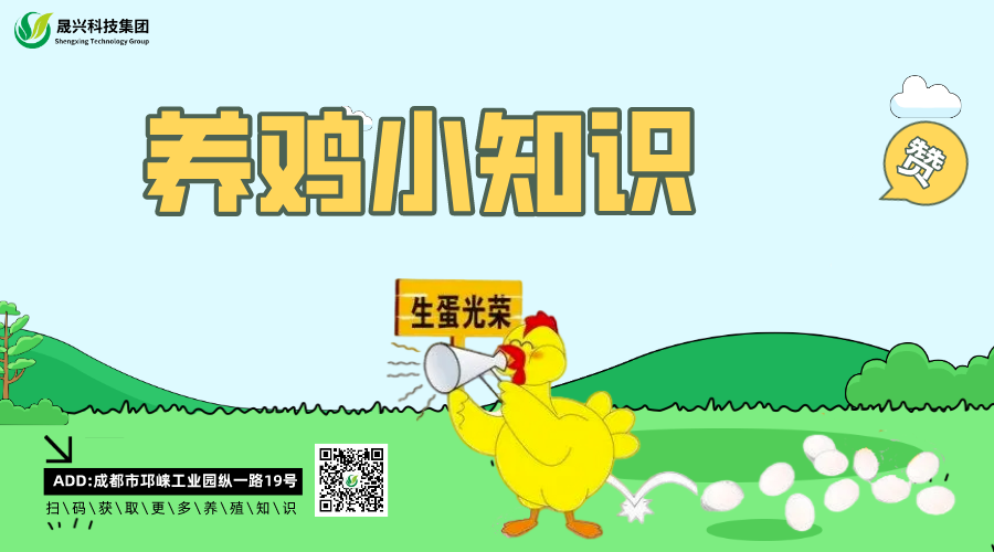 养鸡装备