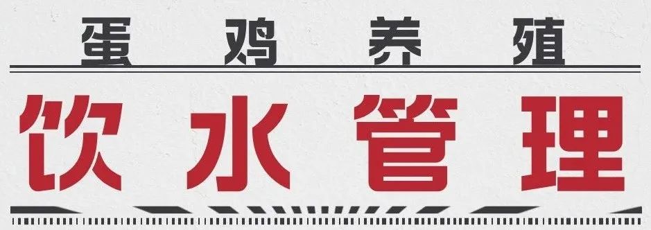 养鸡装备