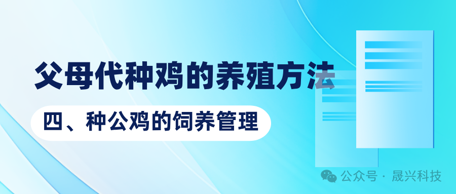 养鸡装备